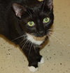 Lucky Lady, Green-Eyed Darling