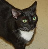 Lucky Lady, Green-Eyed Darling
