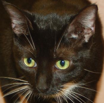 Lucky Lady, Green-Eyed Darling