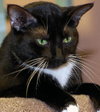 Lucky Lady, Green-Eyed Darling