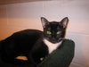 Lucky Lady, Green-Eyed Darling