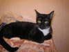 Lucky Lady, Green-Eyed Darling