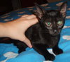 Twyla