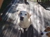Rocket the Loving Lab