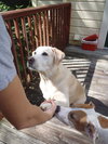 Rocket the Loving Lab
