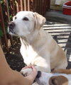 Rocket the Loving Lab