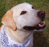 Rocket the Loving Lab