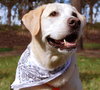 Rocket the Loving Lab