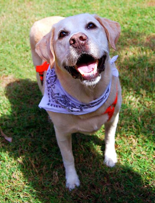Rocket the Loving Lab