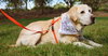Rocket the Loving Lab