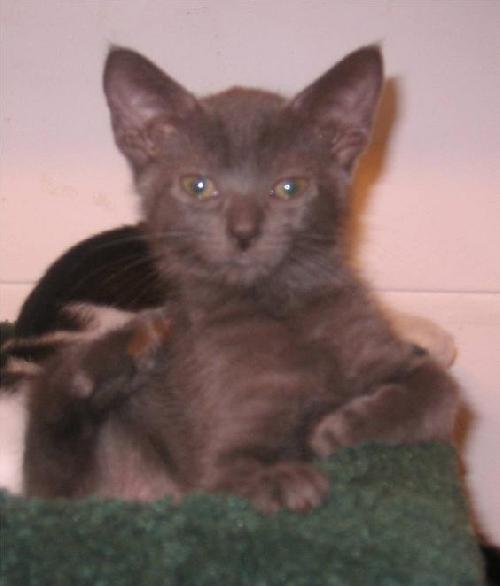Jake The Kitten