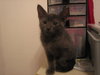 Jake The Kitten