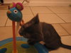 Jake The Kitten