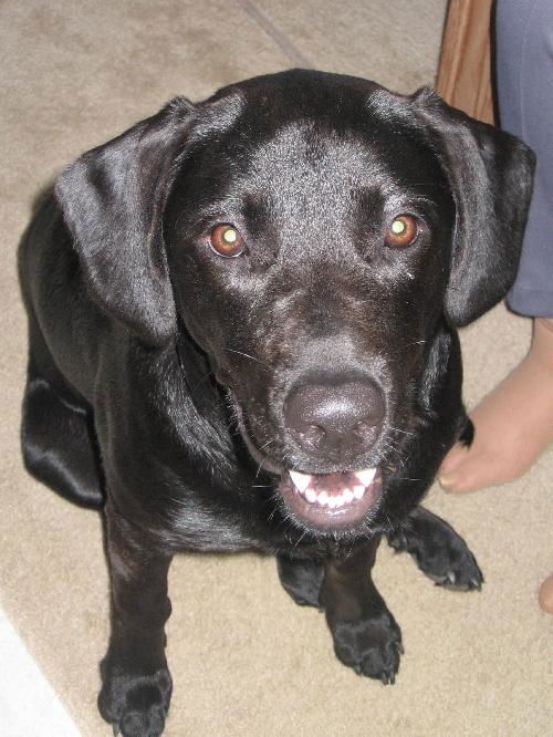 Sadie the Lab