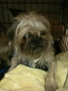 Romeo the Pug - Brussels Griffon