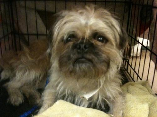 Romeo the Pug - Brussels Griffon