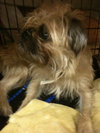 Romeo the Pug - Brussels Griffon
