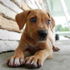 Niecy the Hound Puppy