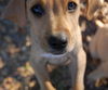 Niecy the Hound Puppy