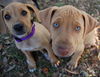 Niecy the Hound Puppy