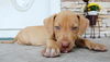 Newton the Hound Puppy