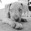 Newton the Hound Puppy