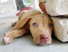 Nell the Hound Puppy