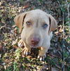 Nell the Hound Puppy