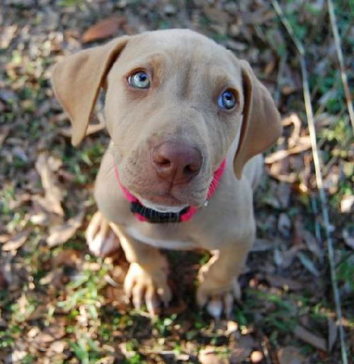 Nell the Hound Puppy