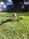 Nutmeg the Hound Puppy