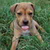 Nutmeg the Hound Puppy