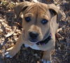Nutmeg the Hound Puppy