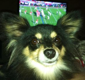 Finley the Long Hair Chihuahua