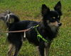 Finley the Long Hair Chihuahua
