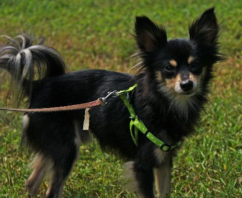 Chihuahua mix long clearance hair