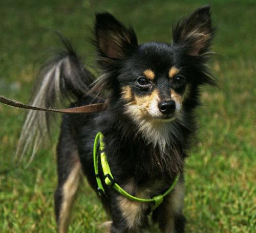 Terrier chihuahua 2024 mix long hair