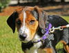 Quinn the Beagle/Aussie Puppy