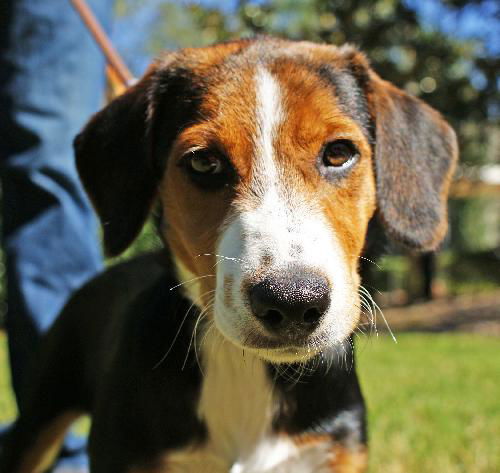 Quinn the Beagle/Aussie Puppy