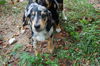 Zeke the Beagle/Aussie Puppy