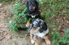 Zeke the Beagle/Aussie Puppy