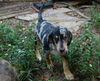 Zeke the Beagle/Aussie Puppy