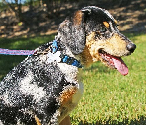 Australian shepherd beagle cheap mix full grown