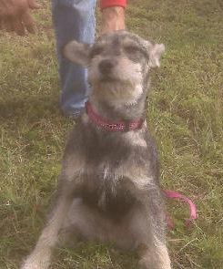 Zorro the Mini Schnauzer