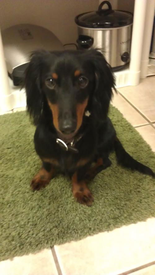 Fletcher the Mini Dachshund