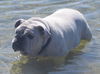 Abbey the English Bulldog