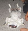 Abbey the English Bulldog