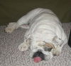 Zoe the English Bulldog