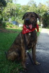 Cannon the Great Dane Lab