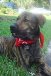 Cannon the Great Dane Lab