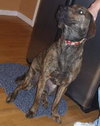 Cannon the Great Dane Lab